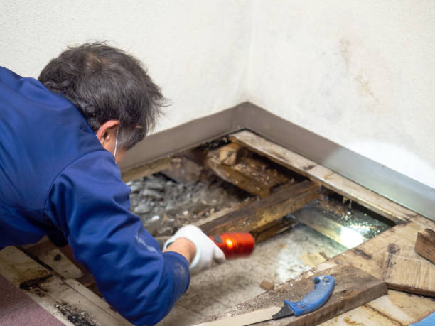 Office Mold Removal Services in Linton Hall, VA