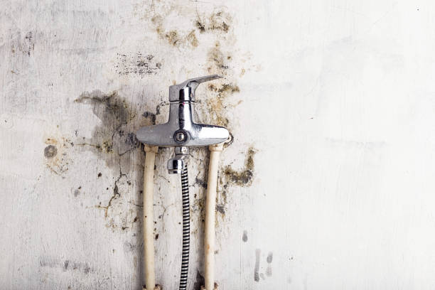 Best Toxic Mold Removal  in Linton Hall, VA