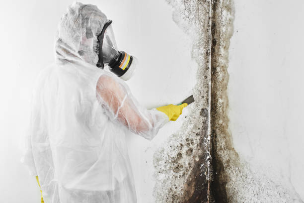 Best Fast Mold Removal  in Linton Hall, VA
