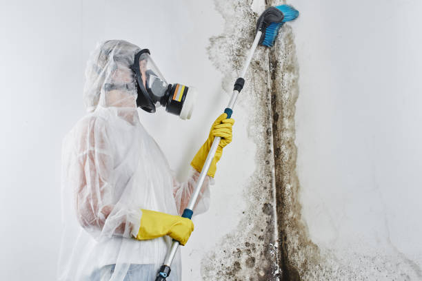 Professional Mold Removal in Linton Hall, VA