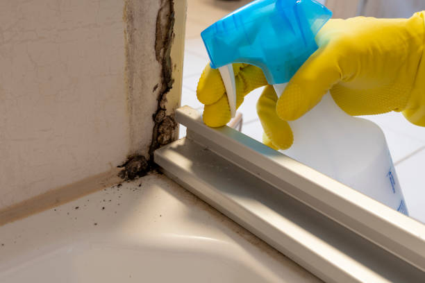 Best Professional Mold Removal  in Linton Hall, VA