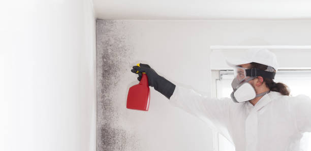 Best Commercial Mold Removal  in Linton Hall, VA