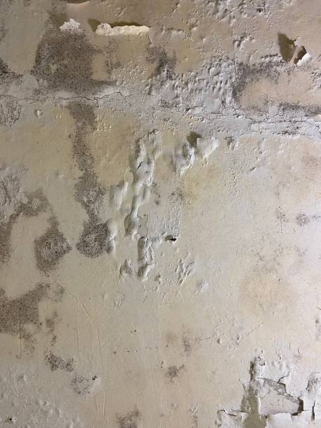 Mold Testing and Removal in Linton Hall, VA