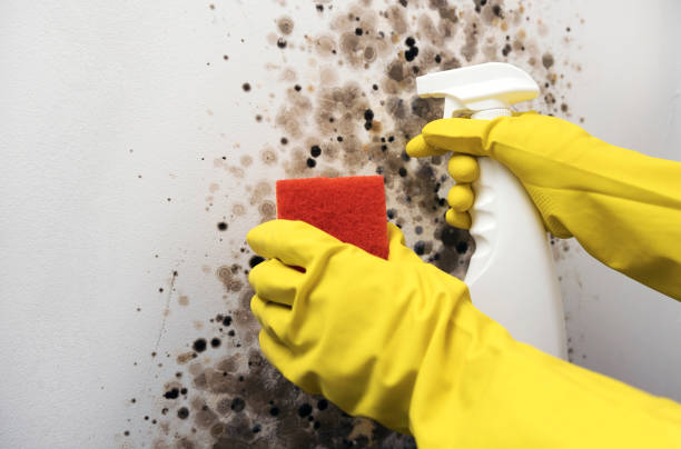 Best Mold Removal Company Near Me  in Linton Hall, VA