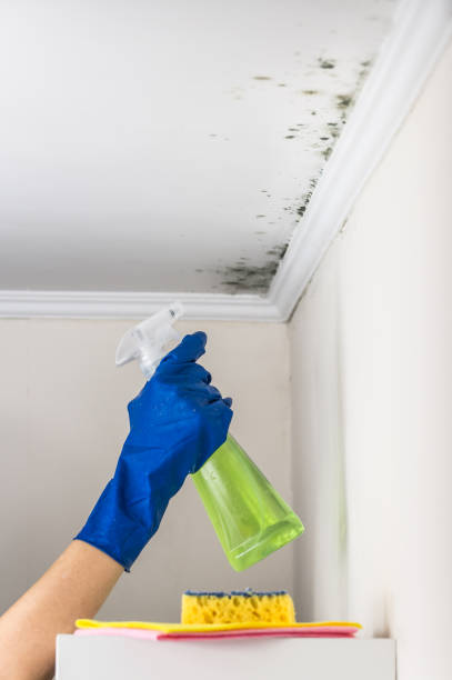Best Mold Cleaning Services  in Linton Hall, VA