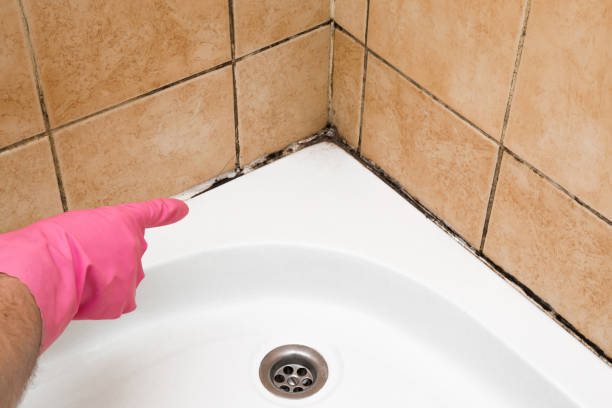 Best Black Mold Removal  in Linton Hall, VA