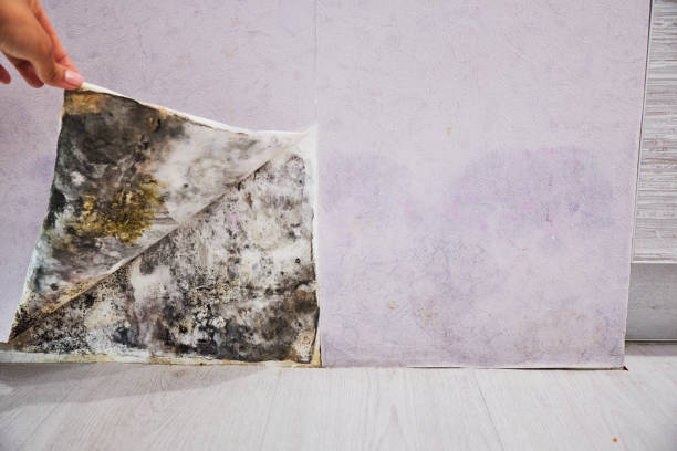 Best Mold Remediation Experts  in Linton Hall, VA